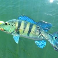 Pesca-Esportiva-2.-Letra-A